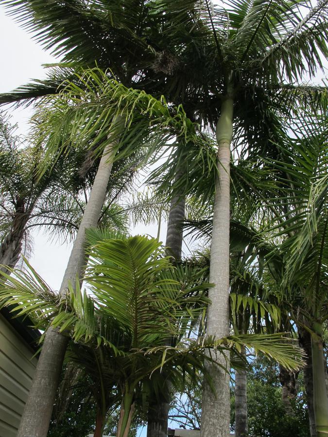 Melaleuca Caravan Park Port Macquarie Eksteriør bilde